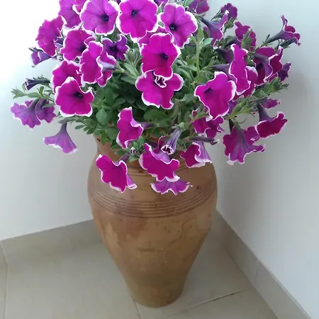 Con Garage Privato בית הארחה אלקאמו